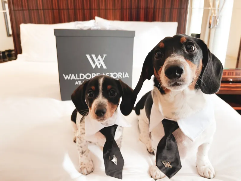 Pet-Friendly Hilton Hotels Worth Booking for Your Next Trip 3 image 11